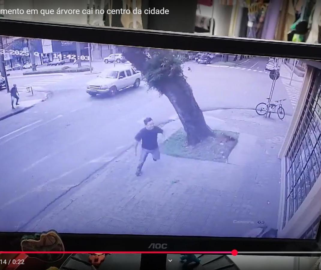 Video: árvore cai e atinge caminhonete em movimento no centro de Maringá