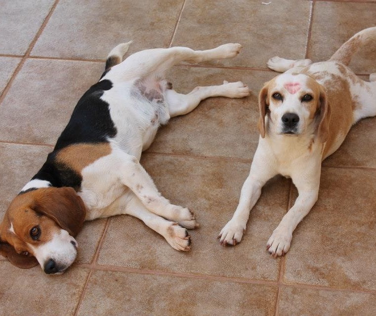 UEM é multada por maus-tratos a beagles usados em pesquisas