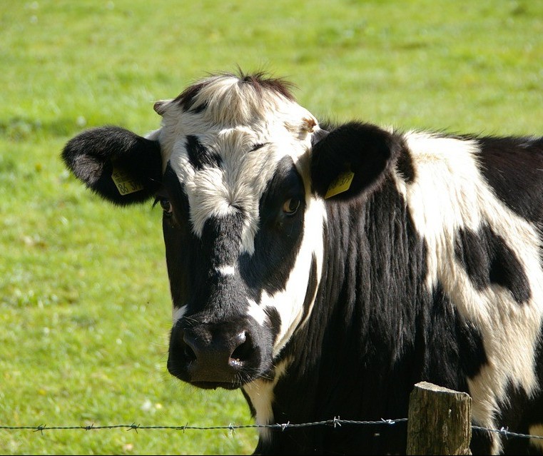 Vaca gorda custa R$ 132 a arroba