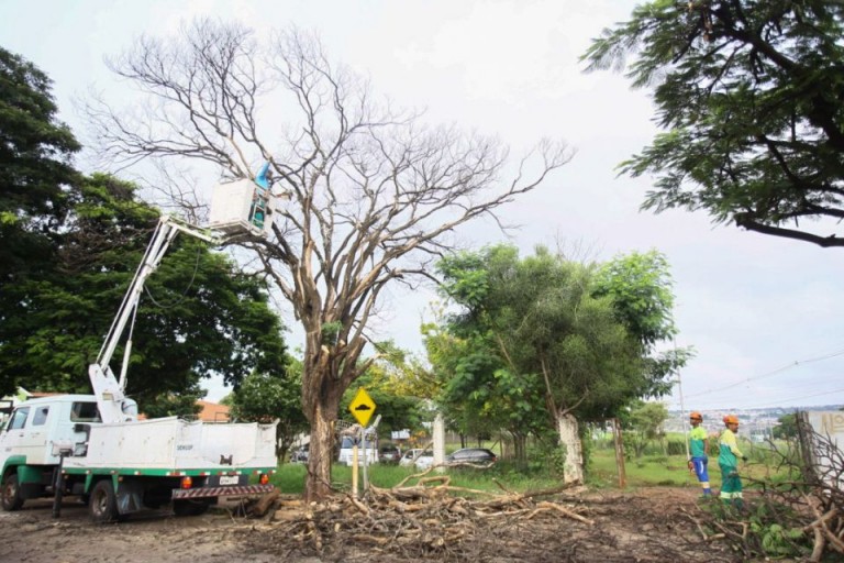 Maringá tem 14 mil pedidos para cortes de árvores