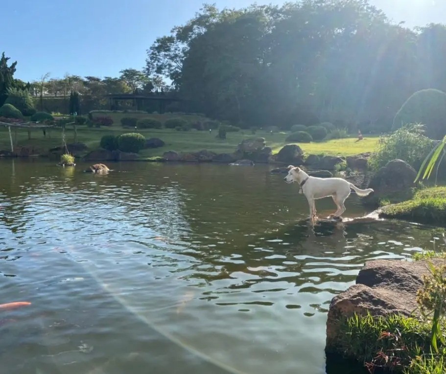 Saiba como está Amora, a cachorrinha que virou ‘guardiã’ do Parque do Japão