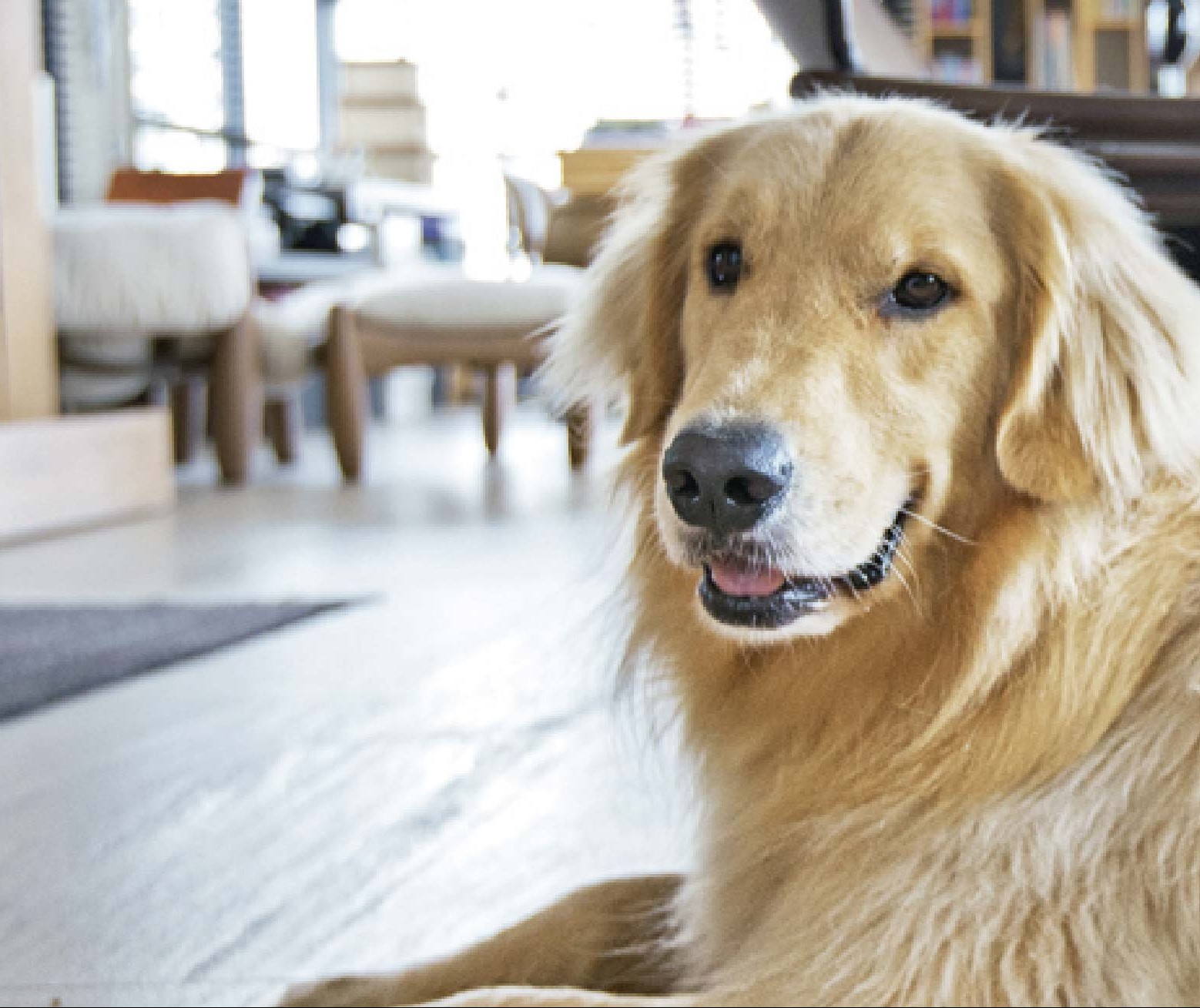 É possível ter um cão de grande porte em apartamento?