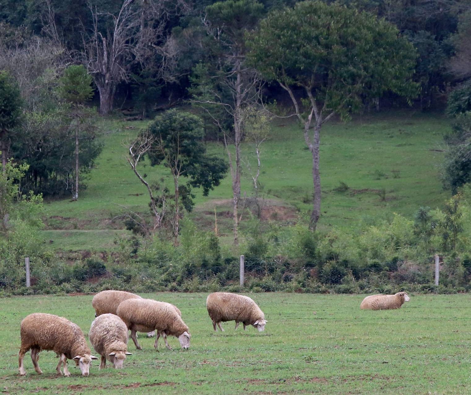 Preço de carne ovina não acompanha alta de outras espécies no 1º semestre