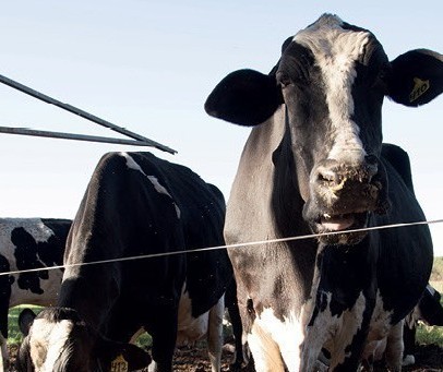 Vaca gorda custa R$ 136 a arroba em Londrina