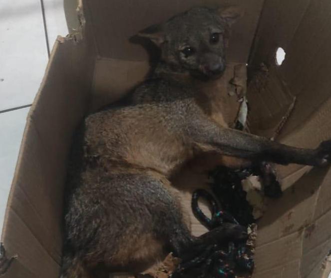 Polícia Ambiental resgata graxaim-do-campo em Pérola