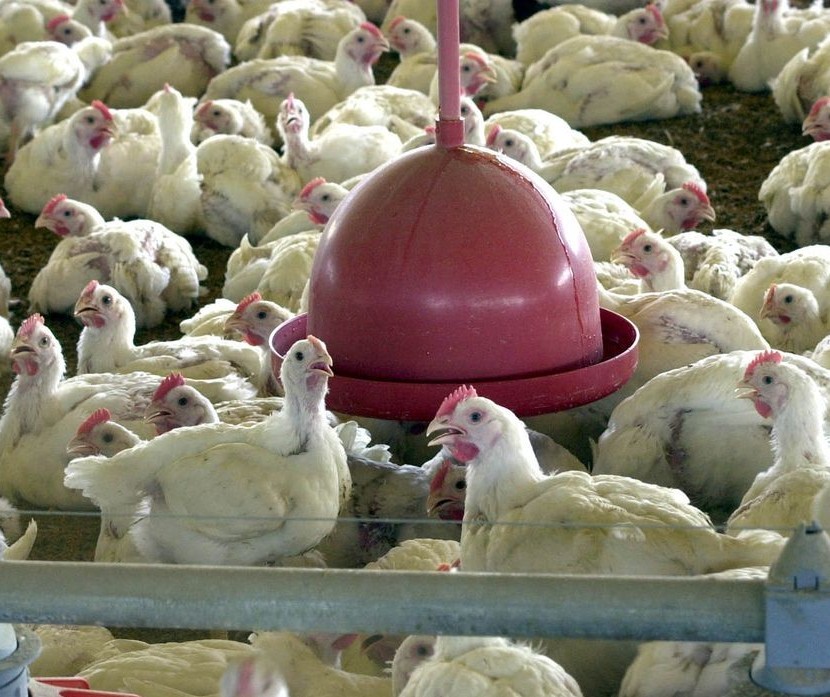 Brasil pode bater recorde de exportação de carne de frango
