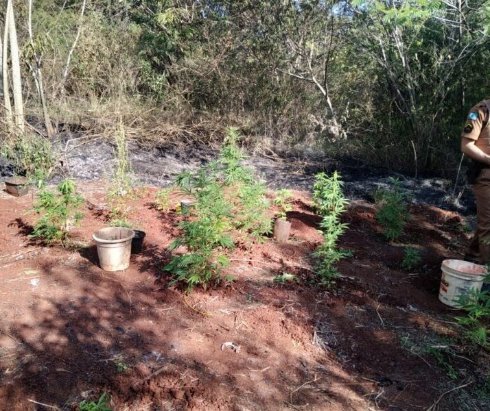 Após apagar incêndio, Bombeiros encontram plantação de maconha em Maringá