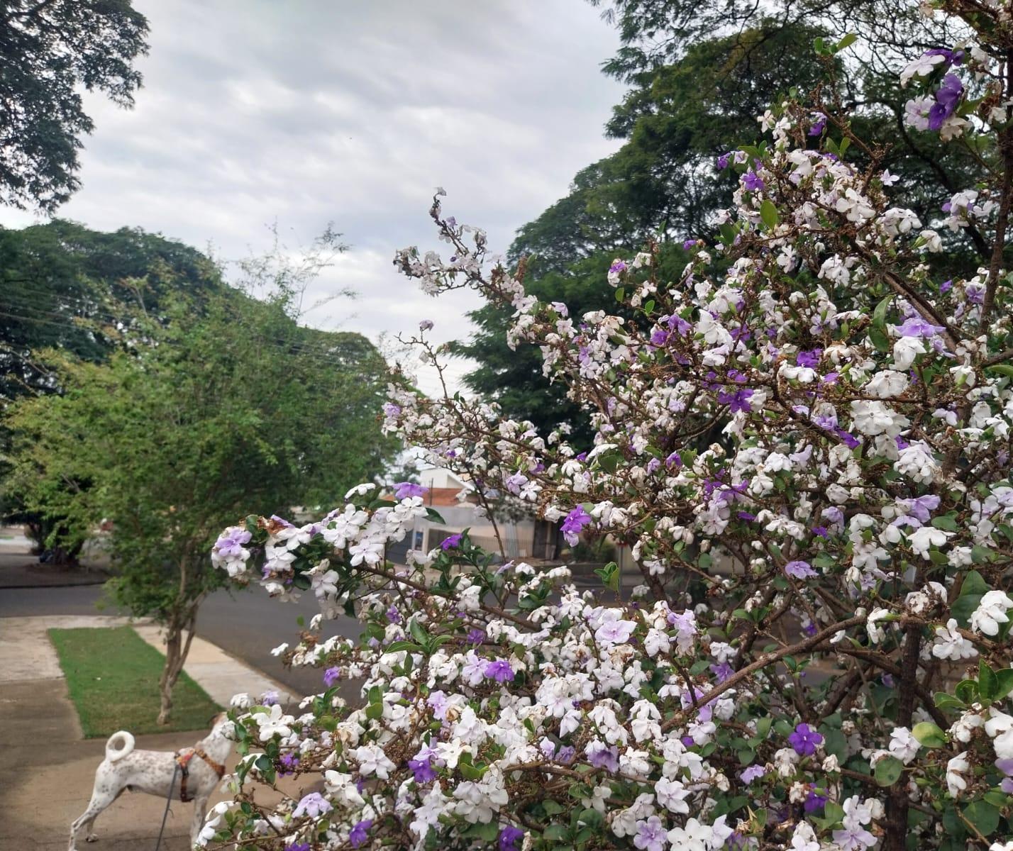 Confira a previsão do tempo para este sábado (13) em Maringá