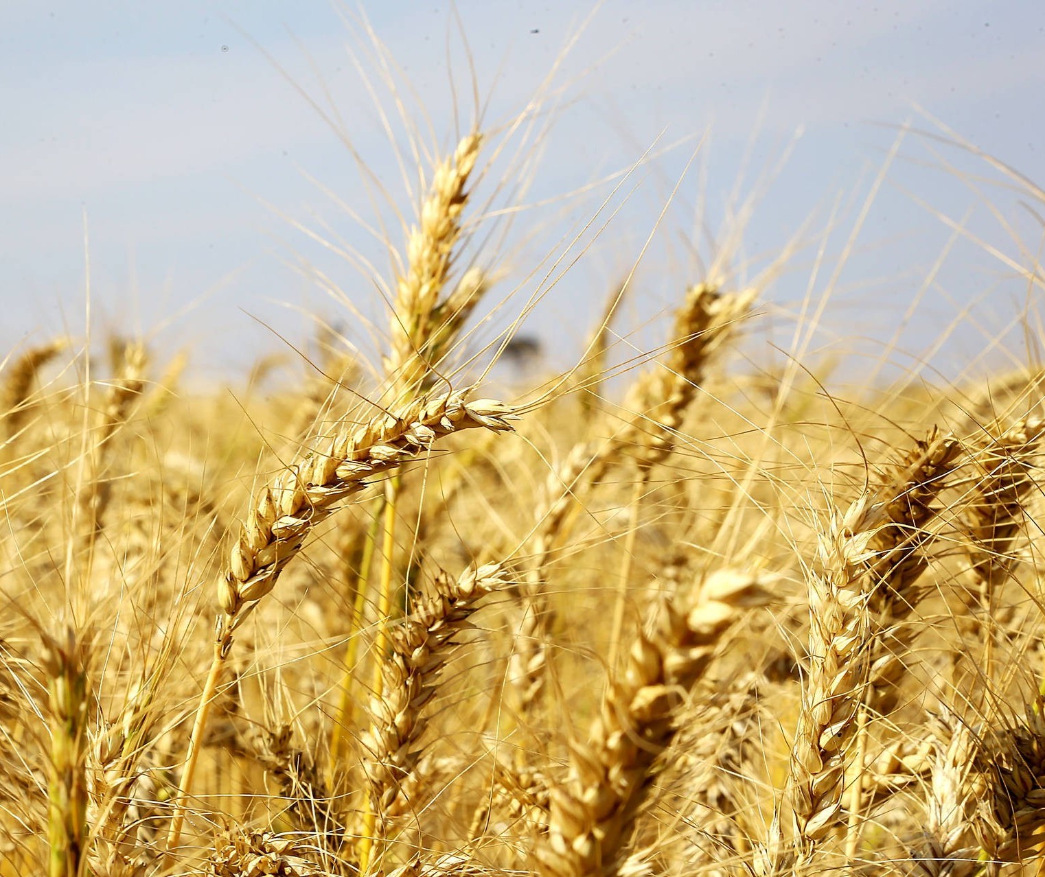 Produção de trigo no Paraná deverá chegar a 3,2 milhões de toneladas