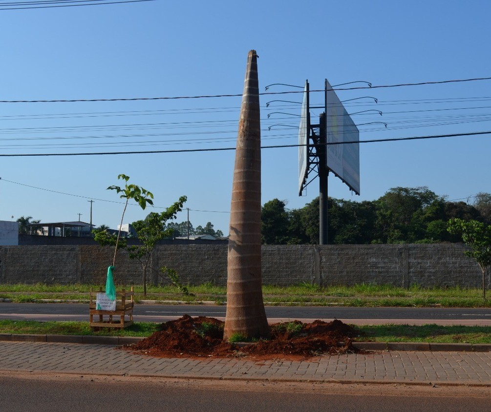 Prefeitura remove árvores plantadas por moradores em canteiro central de Cianorte