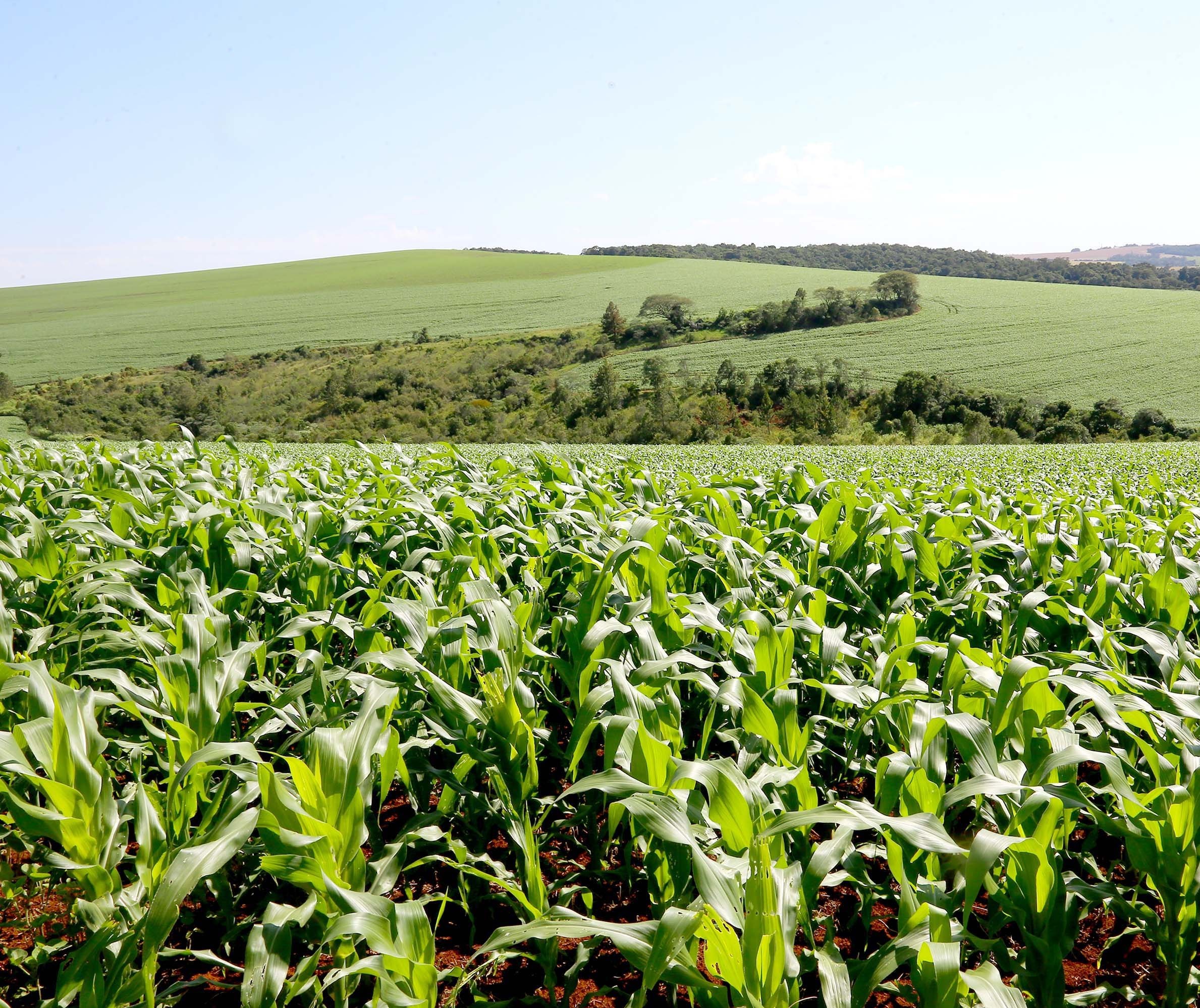 Compras externas de fertilizantes pelo Brasil  devem alcançar US$7,3 bilhões no segundo trimestre