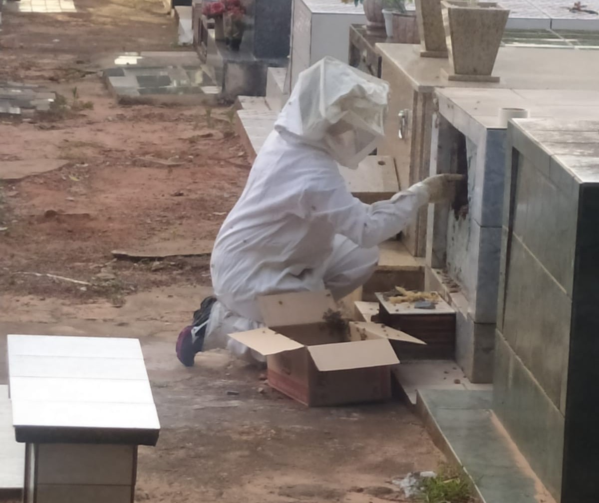 Agentes da Vigilância em Saúde retiram colmeia em cemitério 