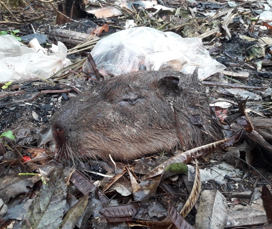 Polícia Ambiental de Maringá investiga a morte de três capivaras