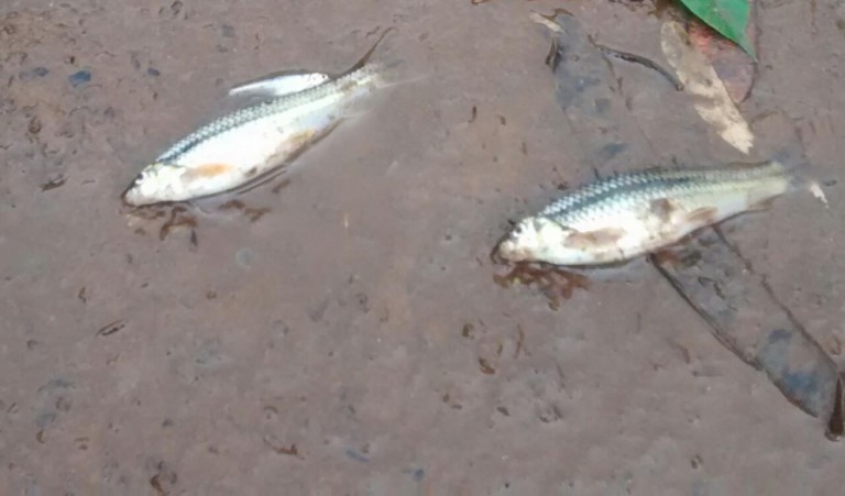 Peixes mortos são encontrados no Rio Pirapó, entre Maringá e Iguaraçu