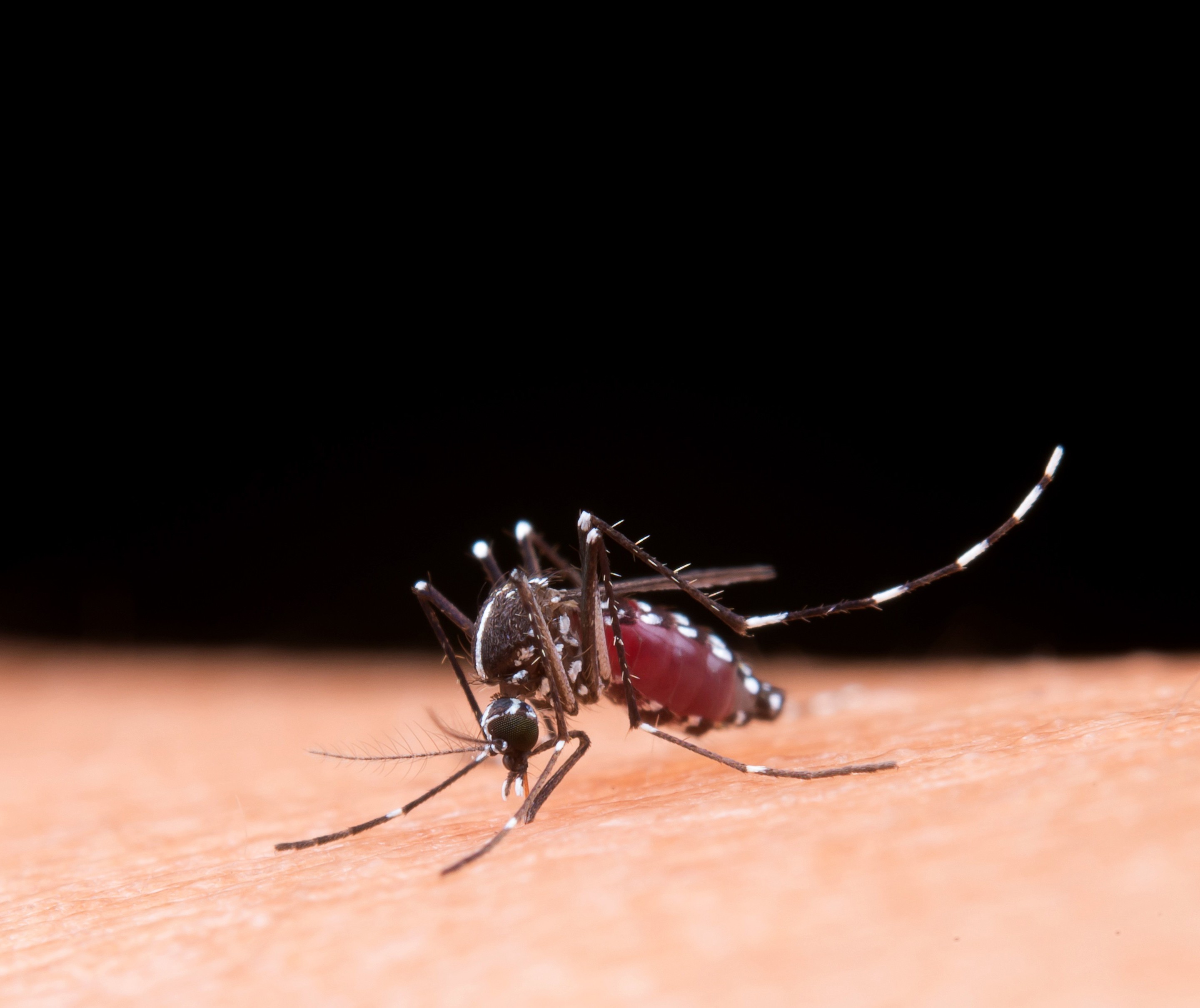 Maringá confirma seis casos de dengue em uma semana