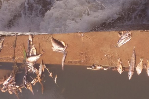 Farinheira é multada em R$ 60 mil por poluir rio e causar morte de peixes