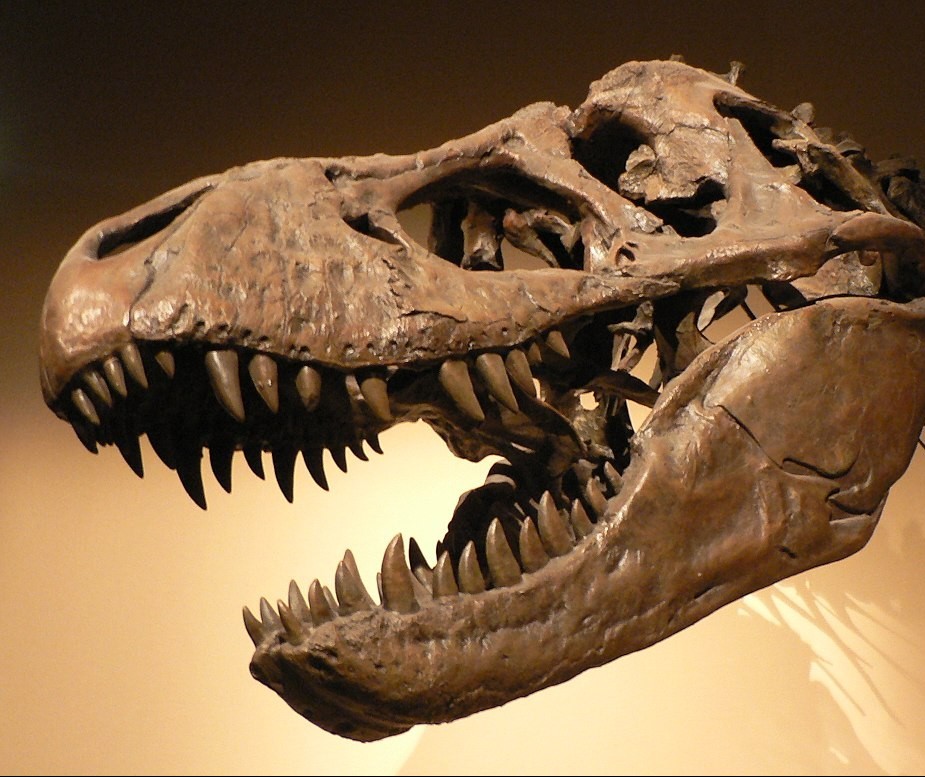 Nova espécie de dinossauro é descoberta em sítio paleontológico