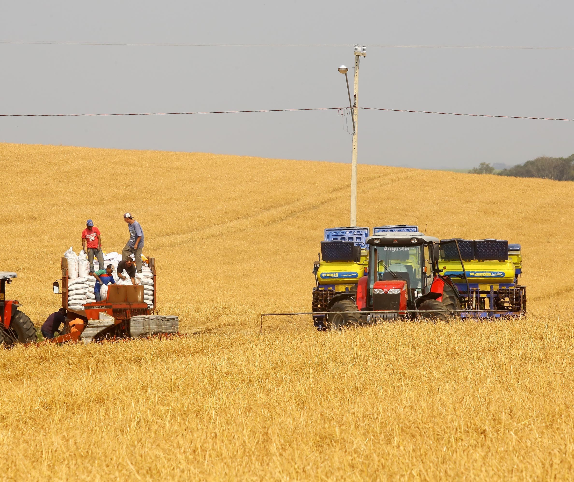 Dados apontam queda na produção mundial de milho