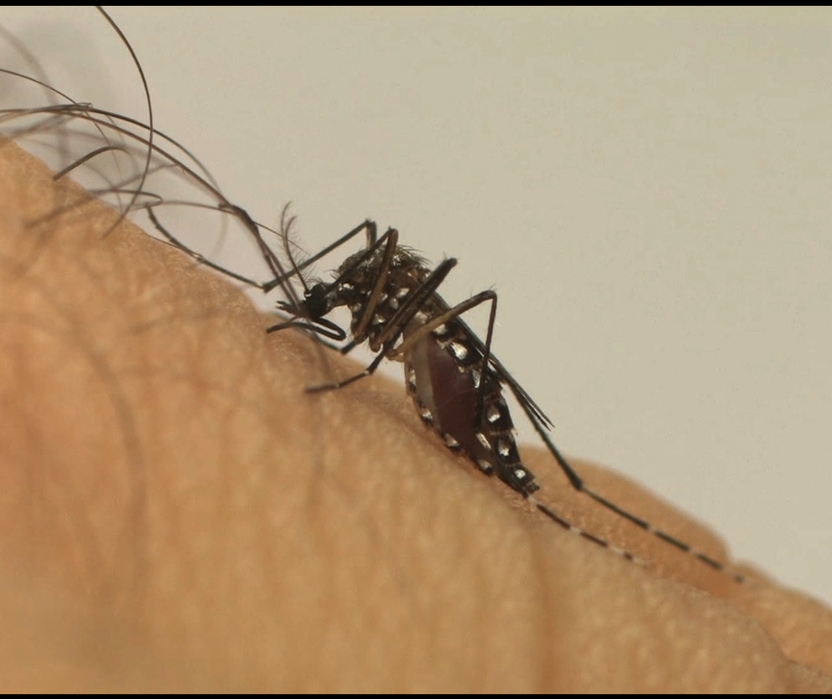 Cianorte confirma mais uma morte por dengue