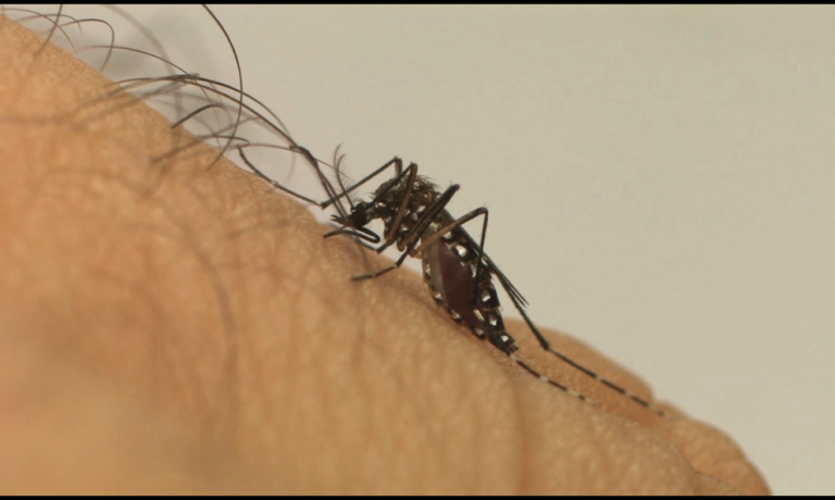 Faep/Senar-PR prepara campanha de conscientização contra dengue