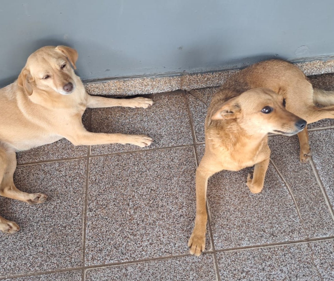 Escola da região adota duas cachorrinhas que “invadiram” espaço escolar