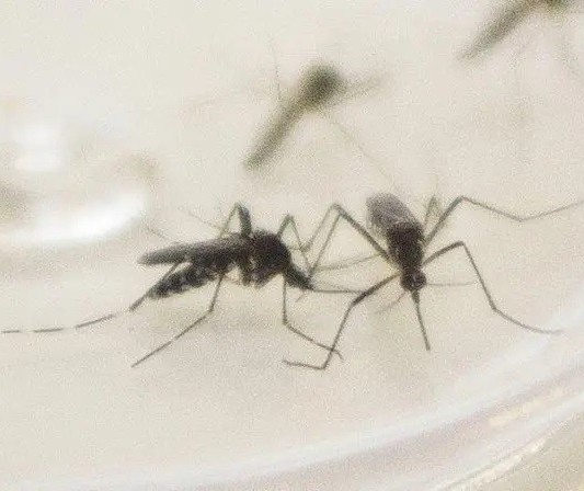 Maringá registra mais de 2,3 mil casos de dengue em uma semana; veja o perfil da vítima e o boletim atualizado