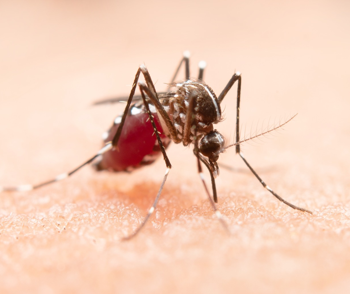 Maringá soma 4.162 casos de dengue e 13 mortes