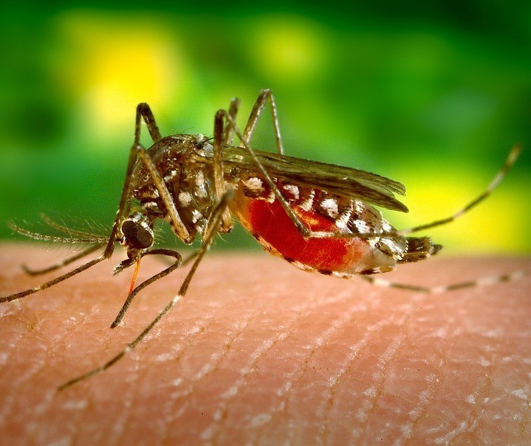 Maringá investiga 29 casos de dengue em novo período epidemiológico, que começou neste mês