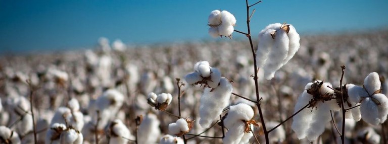 Negociações envolvendo algodão em pluma seguem lentas no mercado spot