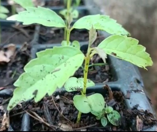Sarandi coleta sementes de árvores nativas para o berçário de mudas