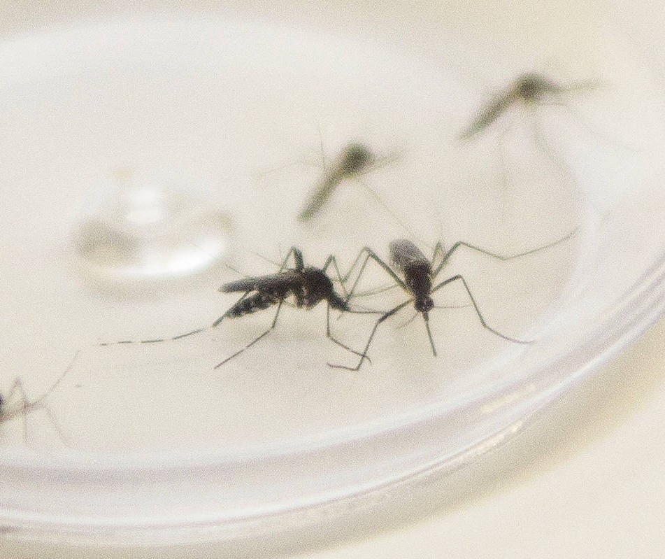19 de Novembro é o Dia Nacional de Combate ao Mosquito da Dengue