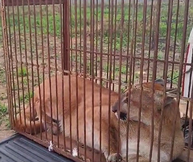 Onça-parda é resgatada e reinserida à natureza em Umuarama