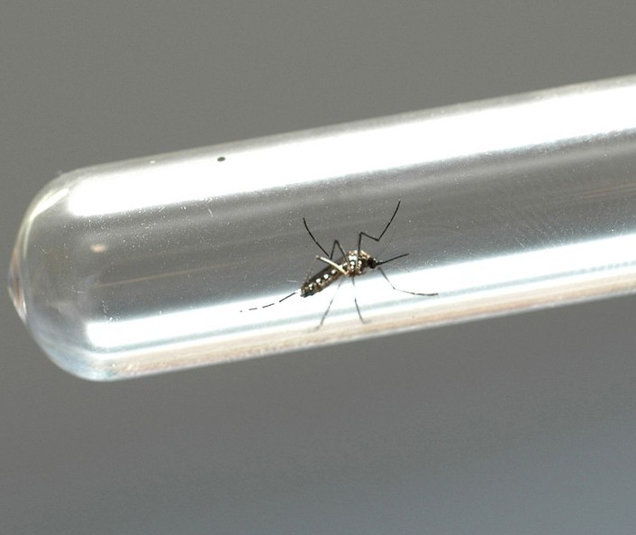 Paraná confirma primeiro óbito por dengue no período epidemiológico