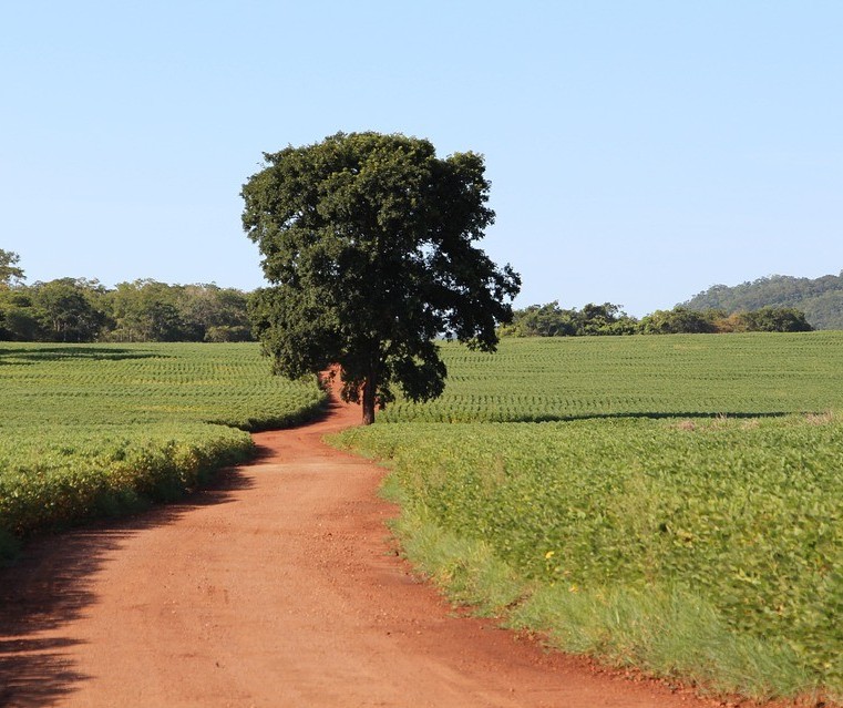 Agronegócio: entre o defensivo e o pesticida