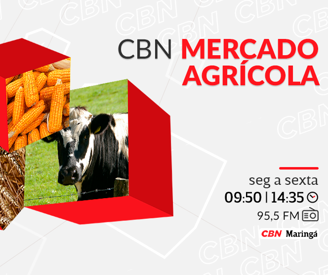 Arroba do boi em pé é negociada, em média, a R$ 309,07