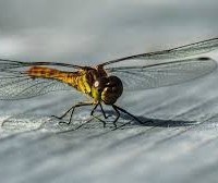 O que aconteceria com mundo se os insetos desaparecessem? 