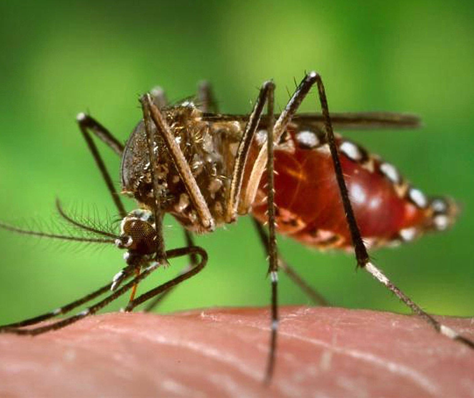  Maringá e Itambé têm mais casos de dengue na área da 15ª Regional de Saúde