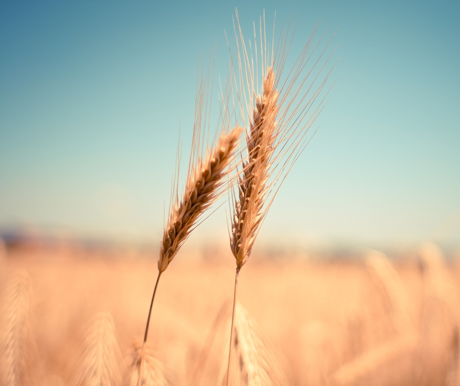 Deral estima produção de trigo do Paraná em 3,6 milhões de toneladas