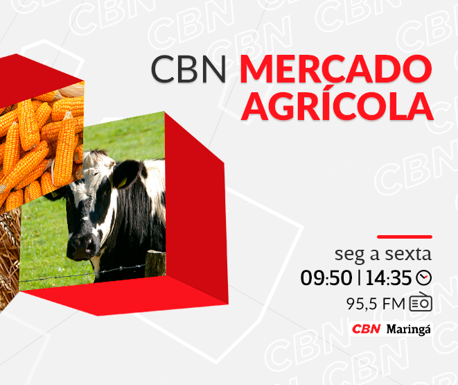 Cotação do boi em pé segue em R$ 315 por arroba