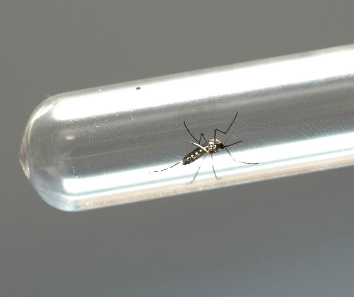 Maringá registra 32 casos de dengue em uma semana; total chega a 688