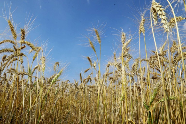 Com cotações históricas, saiba como aumentar a produtividade do trigo
