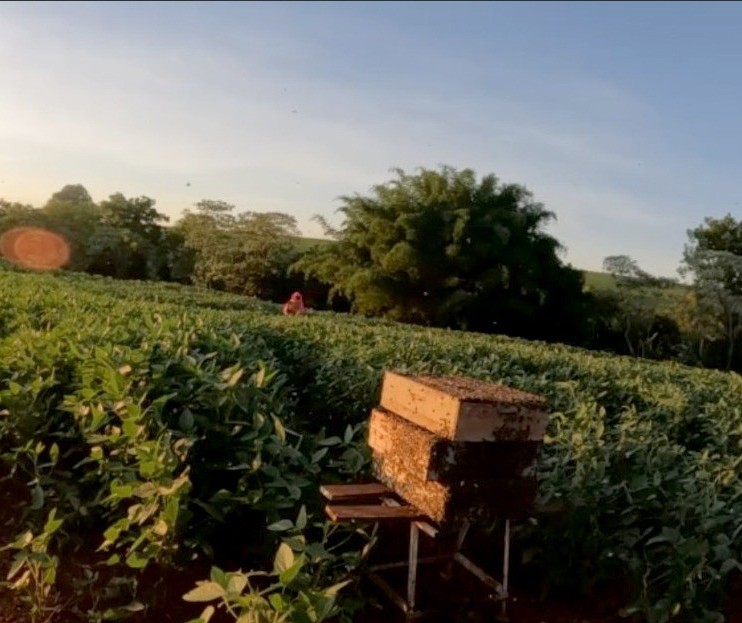 Apiários aumentam em 13% a produtividade de lavouras de soja