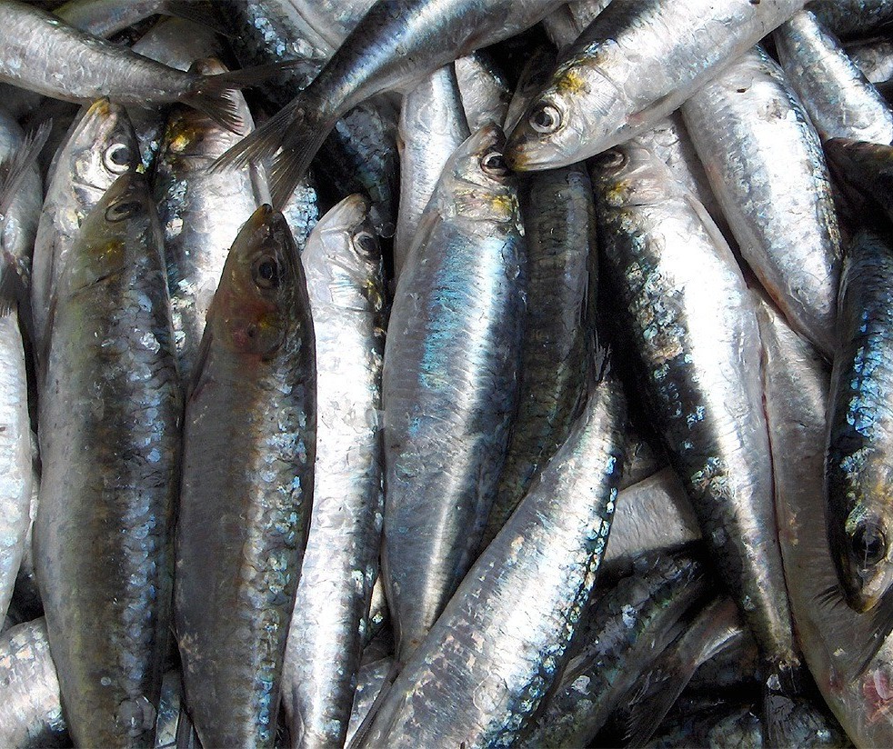 Pesquisa aponta variação de até 327% no preço dos pescados