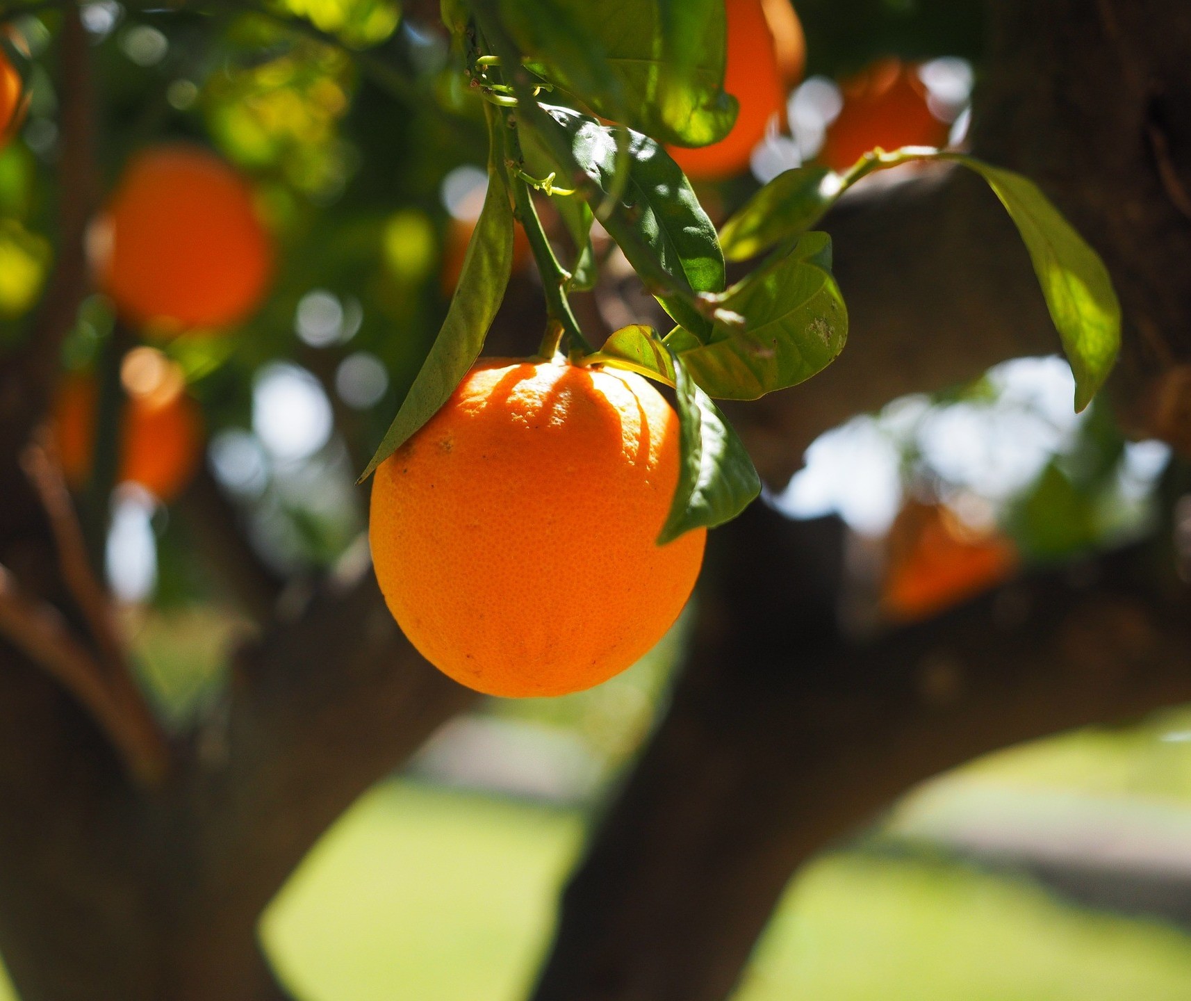 Exportações de suco de laranja seguem em alta