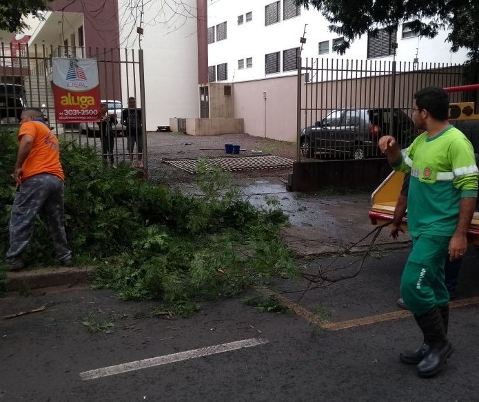 Em três dias, oito árvores caíram em Maringá