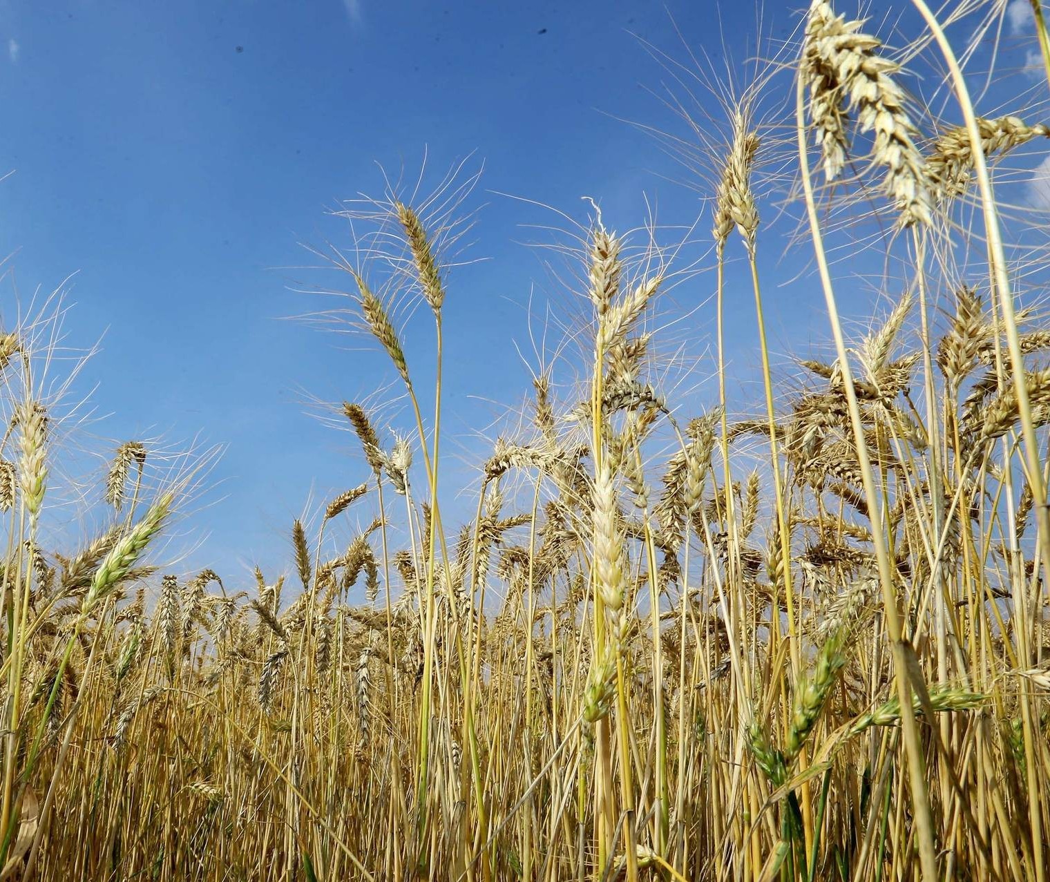 Preços do trigo perdem competitividade no Brasil