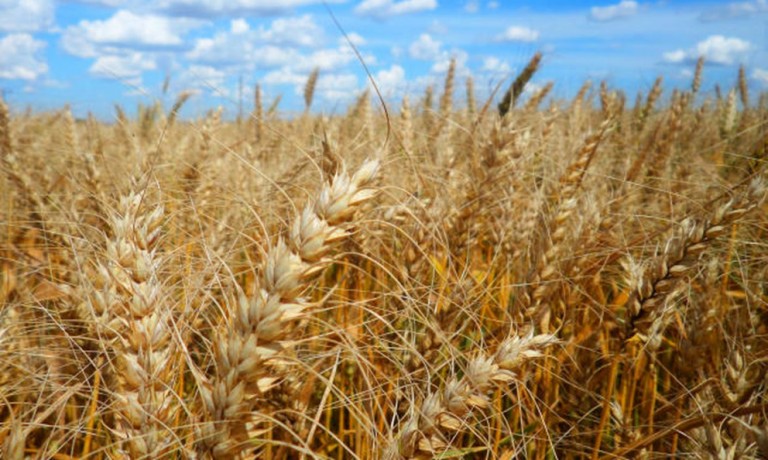 Preços do trigo em grãos permanecem estáveis no mercado brasileiro