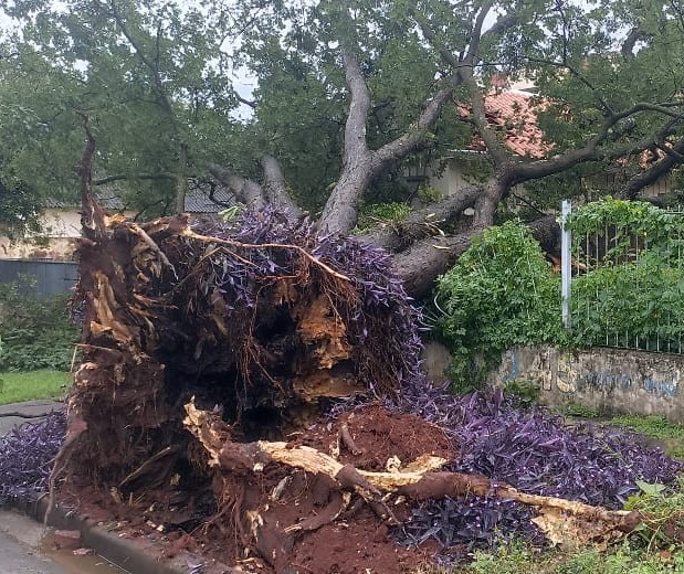 Durante temporal, árvore cai e atinge residência em Maringá; família precisou deixar a casa