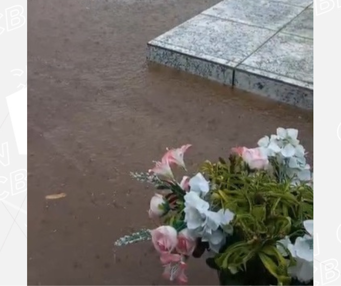 Dezenas de escorpiões aparecem em cemitério após chuva