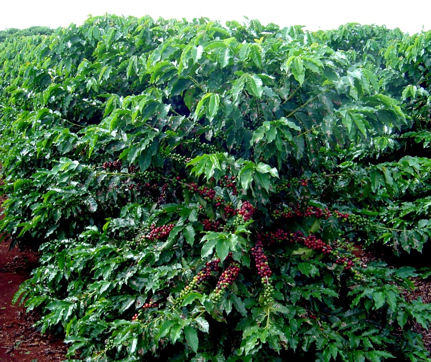 Preço da saca de café está 6,40 kg na região de Maringá